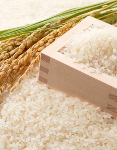 Japonica Rice
